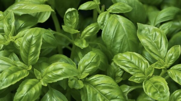 Basil Fresh Bag – USA